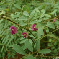 Tephrosia purpurea (L.) Pers.